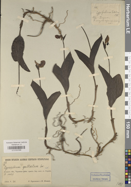 LE 01031556
