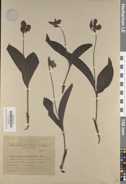 LE 01031558