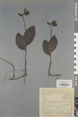 LE 01031565