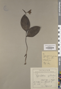 LE 01031566