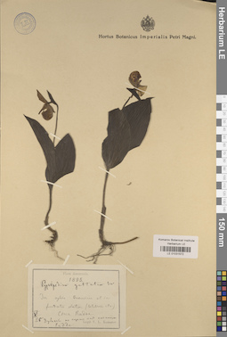 LE 01031572