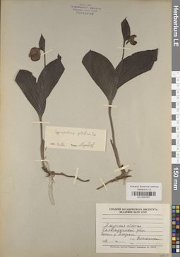 LE 01031577