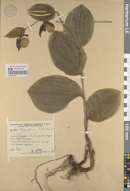 LE 01251081