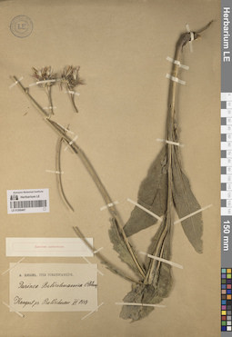 LE 01260407
