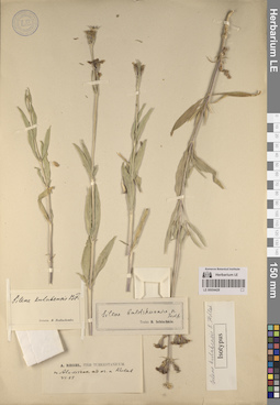 LE 00054428