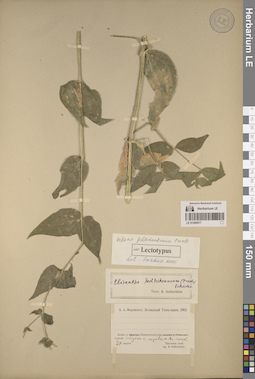 LE 01260477
