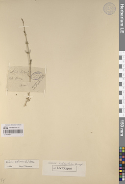 LE 01260517