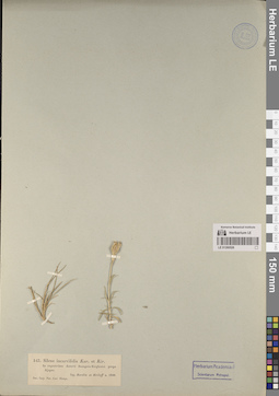 LE 01260526