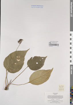 LE 01233713