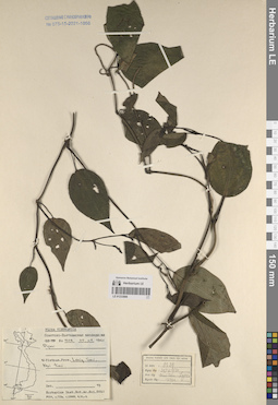 LE 01233806
