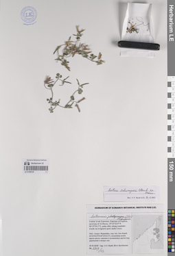 LE 01259125