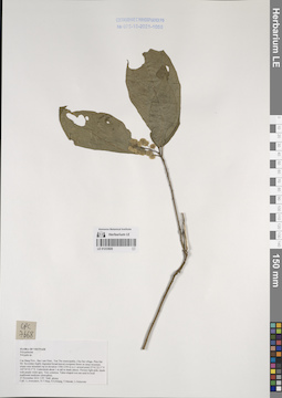 LE 01233920