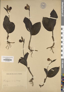 LE 01031581