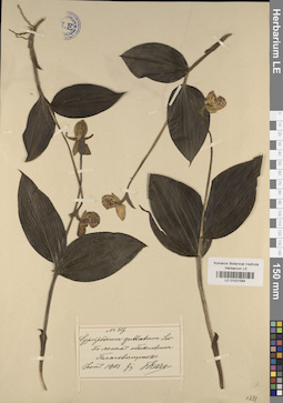 LE 01031584