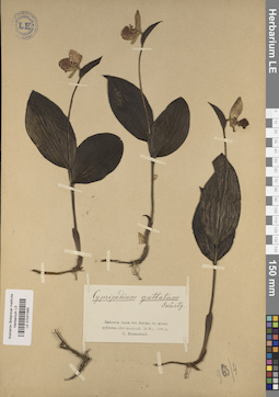 LE 01031585