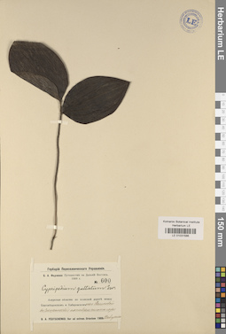 LE 01031586