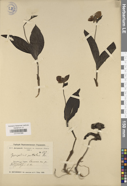 LE 01031589