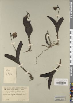 LE 01031591