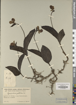 LE 01031593