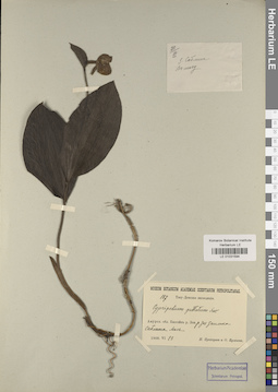 LE 01031594