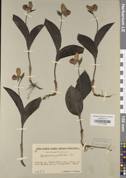 LE 01031596