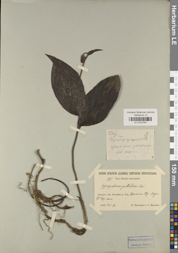 LE 01031597