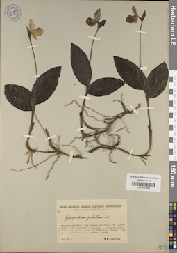 LE 01031599