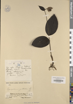 LE 01031603