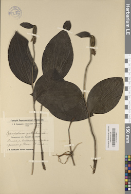 LE 01031605