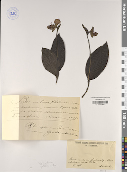 LE 01031606