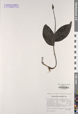 LE 01031607