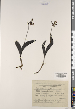 LE 01031608