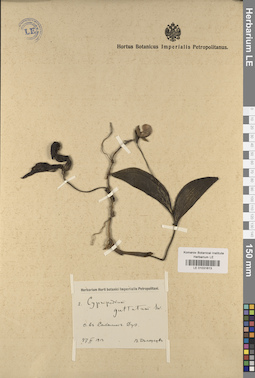 LE 01031613