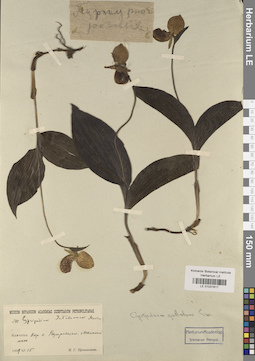 LE 01031617