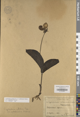 LE 01031631