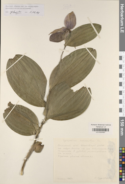 LE 01031637