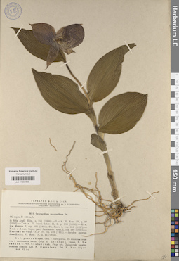 LE 01031638