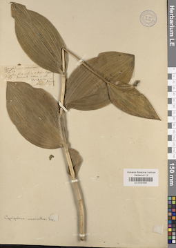LE 01031641