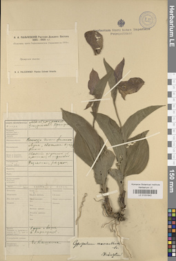 LE 01031642