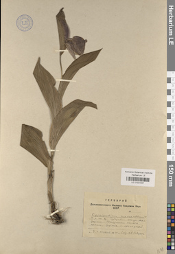 LE 01031647