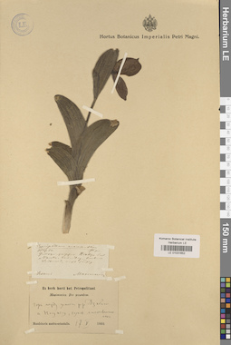 LE 01031652