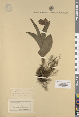 LE 01031653