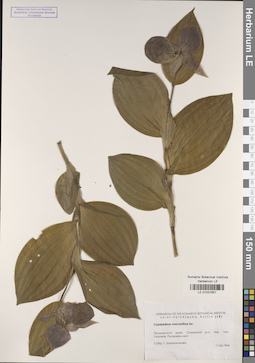 LE 01031657