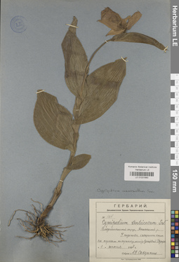 LE 01031660