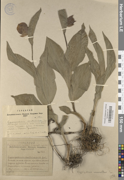 LE 01031664
