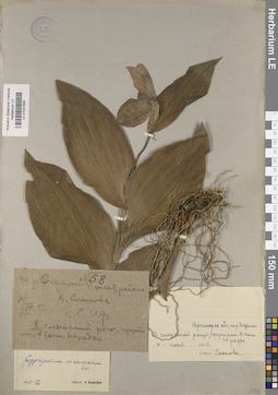 LE 01031666