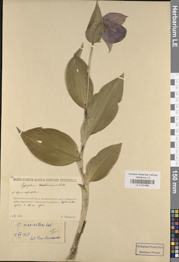 LE 01031668