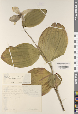 LE 01031677