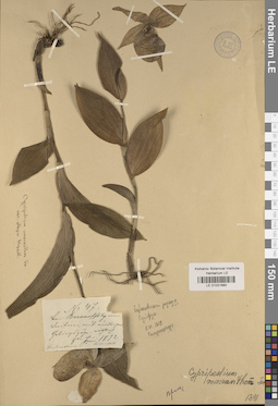 LE 01031680