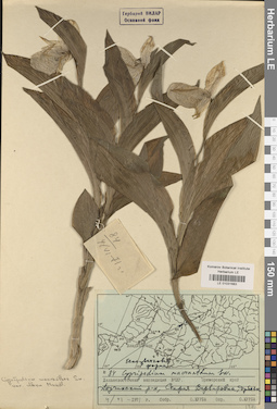 LE 01031683